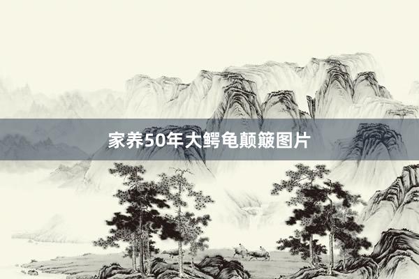 家养50年大鳄龟颠簸图片